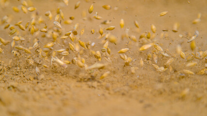 MACRO: Small seeds of grass are sown across the dry soil in the countryside.