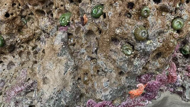 Pan across a rocky shore in Oregon showing sea anemones and sea stars