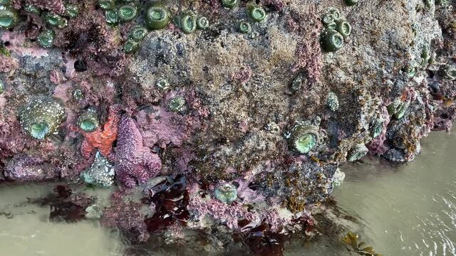 Pan across a rocky shore in Oregon showing sea anemones and sea stars