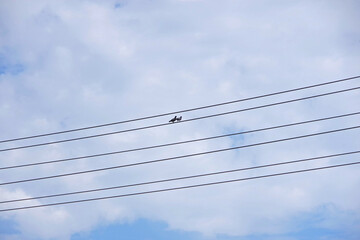 Fototapeta premium A pair of pigeons sitting high up on an electricity wire with sky and clouds above