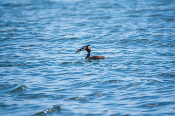 Great Crested Grebe swimming in the calm lake with fish in its beak