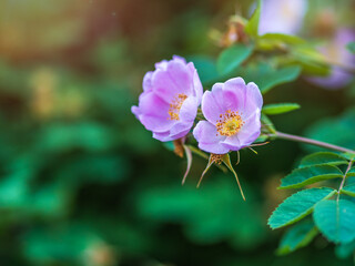 Fototapeta na wymiar Blooming rosehip flower, beautiful pink flower on a bush branch. Beautiful natural background of blooming greenery.
