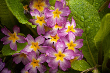 plants macro shooting