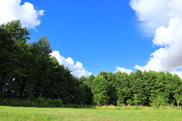 Part of a Swedish garden a sunny summer day outside. Green nature and plenty of clouds. Skara, Sweden, Europe. 