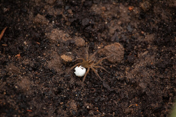 the spider carries the ball