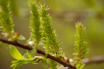 plants macro shooting