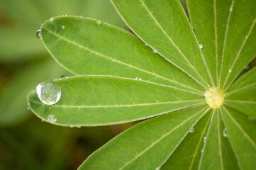 plants macro shooting