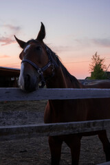horse at sunset