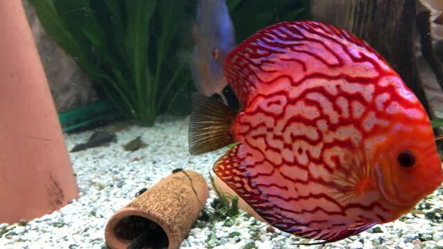Blick auf Diskusfische, die im bepflanzten Aquarium schwimmen. Tropische Fische.