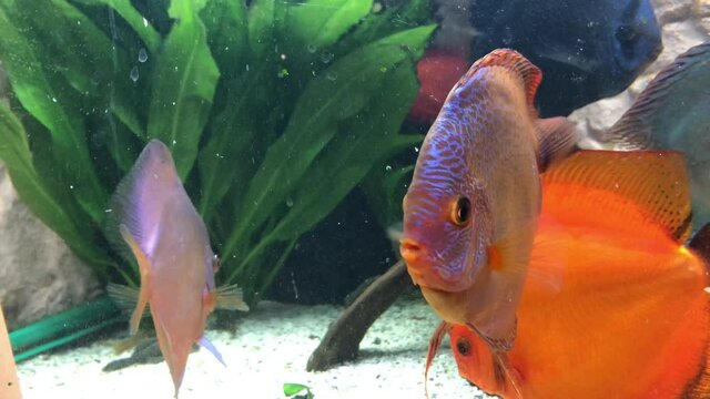 Blick auf Diskusfische, die im bepflanzten Aquarium schwimmen. Tropische Fische.