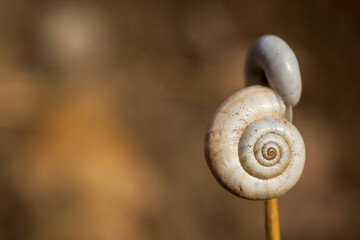 snail on a dried plant, selective focus