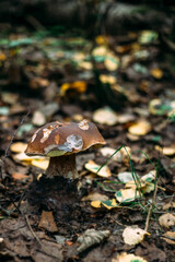 White mushroom. Borovik. Edible mushroom in the autumn forest.