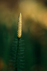 Young pine cone. The cone of a small Christmas tree.