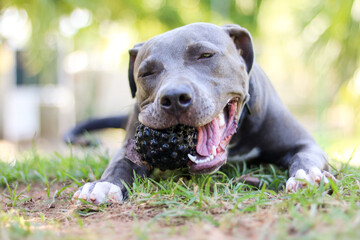 Pit bull puppy dog playing and having fun in the park. Selective focus.