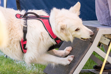 berger blanc suisse en flyball