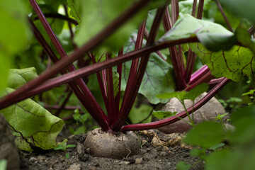 A row of red beets on a bed in the garden