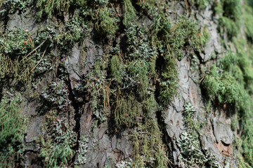 Fluffy curly green moss and lichen grows on dry textured relief of pine tree bark, close-up macro