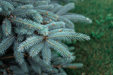 Coniferous branches with sharp needles of light blue green turquoise spruce, close-up, new year, merry christmas, grass background