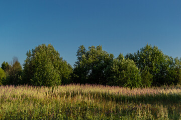 Obraz premium Meadow with purple pink almost faded willowherb flowers, golden grass in sunny summer in warm sunset light, green trees and blue sky background, evening time