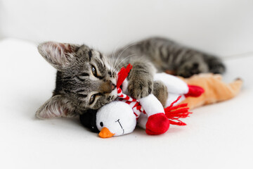 Tabby grey kitten plays with deer Christmas plush toy. Pet cat Christmas season. Winter holidays at home. Funny animal New Year © troyanphoto