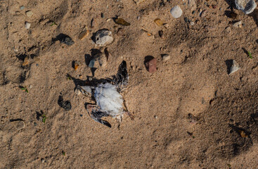 A small dead chick with a white breast and short wings lies on the sand with pebbles on the shore, Fell out of the nest, top view