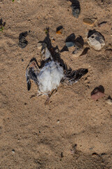 A small dead chick with a white breast and short wings lies on the sand with pebbles on the shore, top view, sunny day