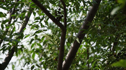 Ramas pequeñas