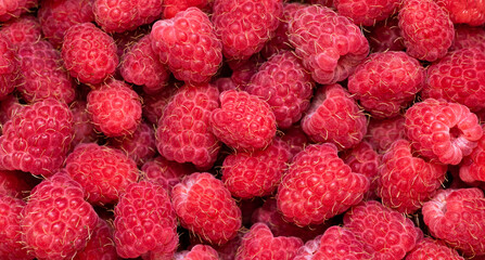 Berry background. Juicy ripe raspberries closeup. Berry pattern and texture.