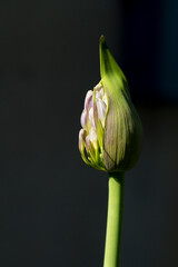 Obraz premium Agapantthus Africanus