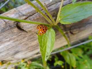 inseto besouro – joaninha