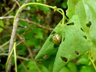 inseto besouro tartaruga - cassidinae