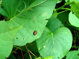 inseto besouro tartaruga - cassidinae