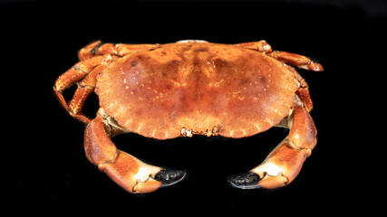 Crab , on black background	