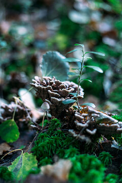 Thelephora terrestris. A genus of mushrooms of the Telephor family. The telephone is land-based.