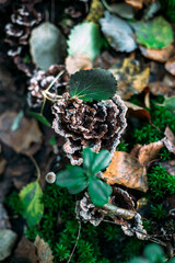 Thelephora terrestris. A genus of mushrooms of the Telephor family. The telephone is land-based.