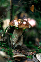 Mushroom. Edible mushroom. Borovik. White mushroom.