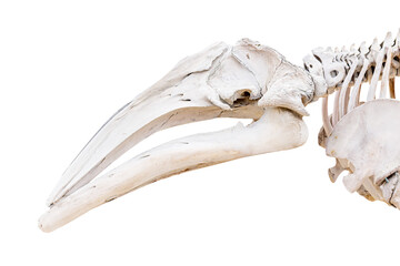 Whale skull isolated on a white background