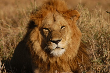 Fototapeta na wymiar Male lion living in Masai Mara, Kenya