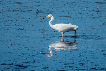 Little Egret hunting in the bay