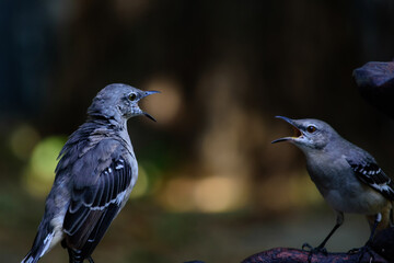 Pair Of Mockingbirds Vocalizing-1042