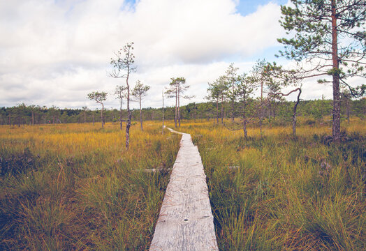 Narrow path with wooden duckboards in the meadow