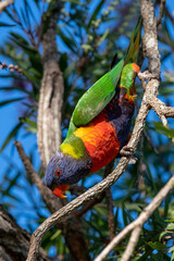 Rainbow Lorikeet enjoying the red bottlebrush flowers