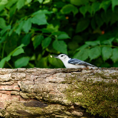 White Breasted Nuthatch On Log-1869