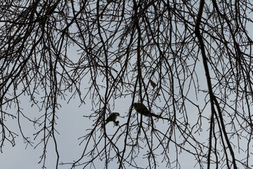 Loros