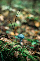 Toadstool. Blue toadstool. Inedible mushroom in the forest.