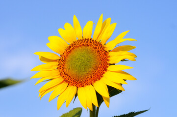 sunflower on blue sky background