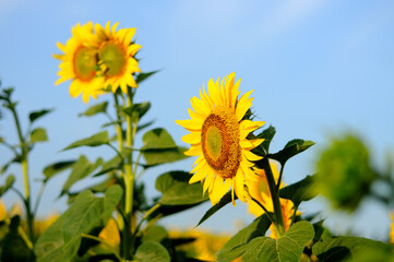 sunflower of blue sky