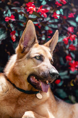 german shepherd dog 
