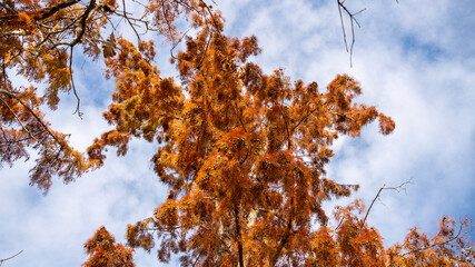 Low angle view of a bald, blushing cypress tree in the middle of autumn, under a blue sky	