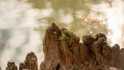 Close-up of a bald cypress root in the shape of a cliff and its tuft of grass at the top, in the middle of the lake